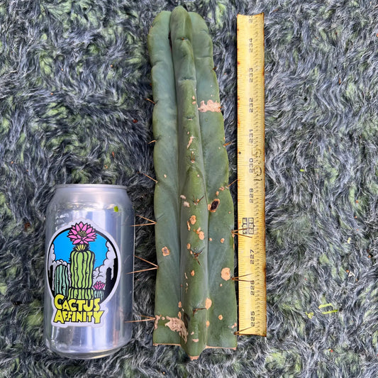 bridge MBG B.6 - 10” tip cut - live cactus plant