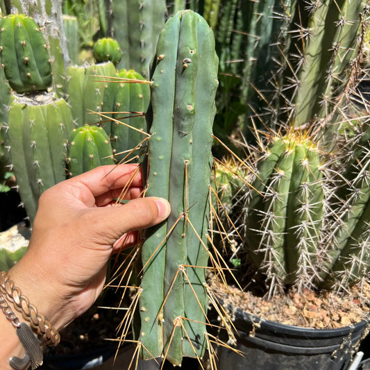 bridge MBG B.7 - live cactus plant