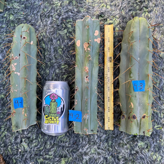 bridge MBG B.9 - 9-3 10” tip cut - live cactus plant