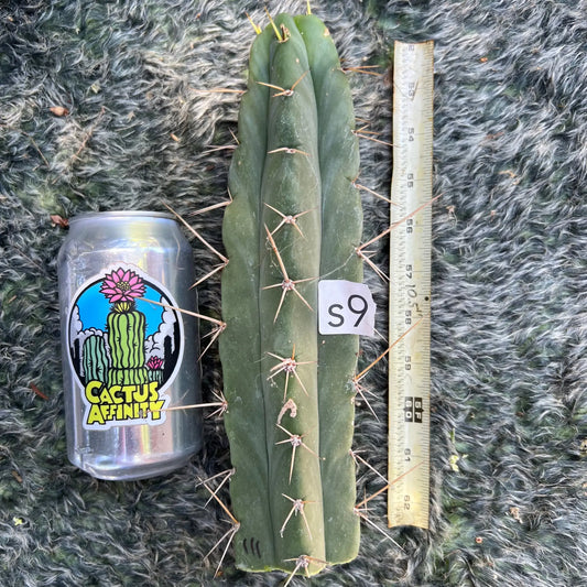 KSG x bridge - live cactus plant