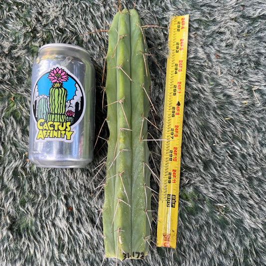 bridge JS31.172 - live cactus plant
