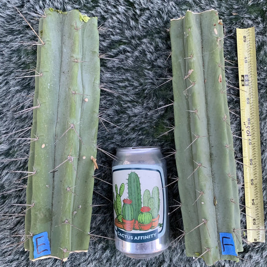 bridge JS725 - E- 10” center cut - live cactus plant