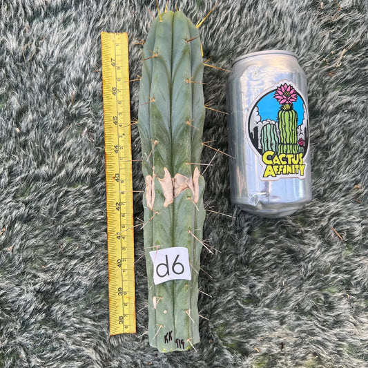 bridge KK919 - d6 10” tip cut - live cactus plant