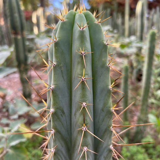 bridge Norton - one 10” center cutting - live cactus plant