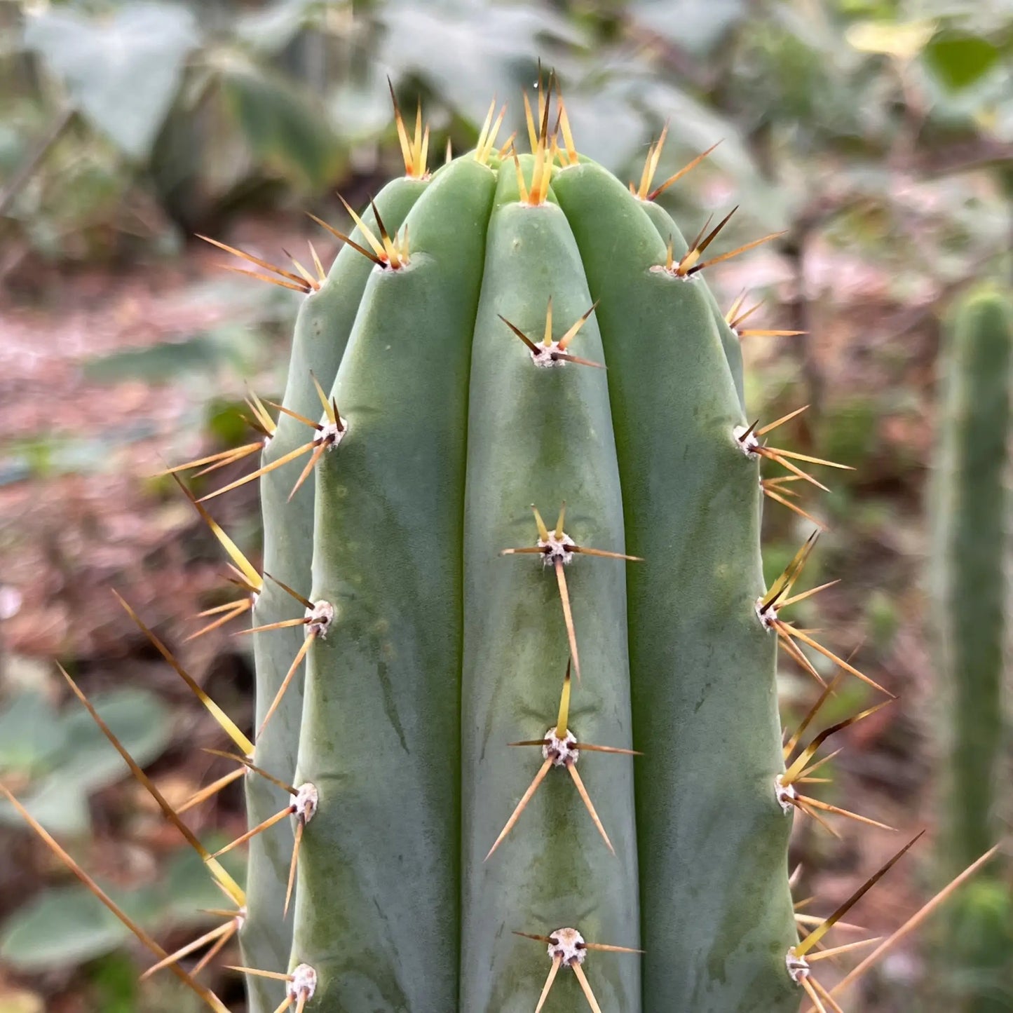 bridge Norton - one 10” center cutting - live cactus plant