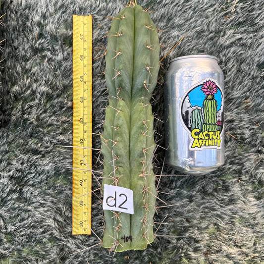 bridge x SS01 - d2 10” tip cut - live cactus plant