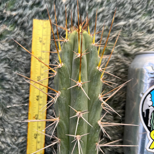 BBB bridge x zalidus - c4 10” tip cut - live cactus plant