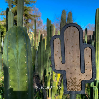 Cactus - Art