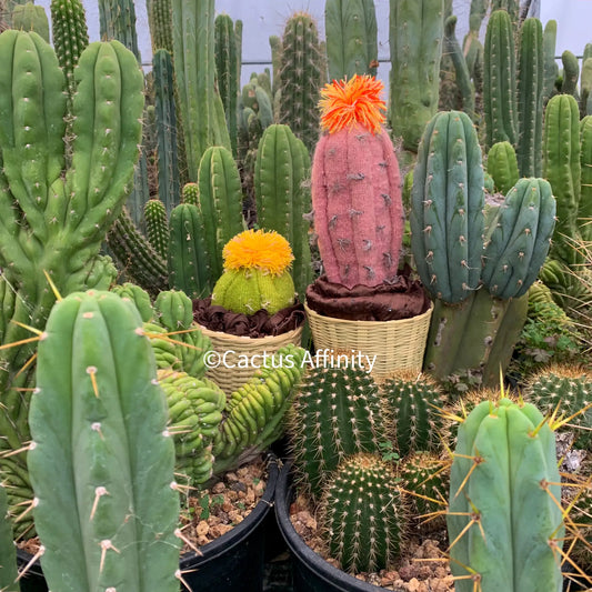 Cactus - medium pink/orange - Art