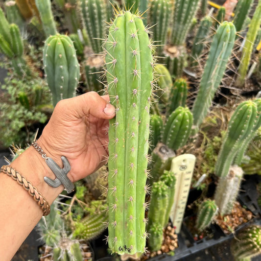 California Catepillar - live cactus plant