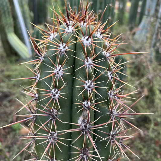 candicans JS12 - 10” tip cutting - live cactus plant