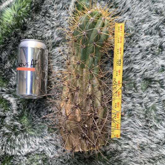 candicans (long spine) - live cactus plant
