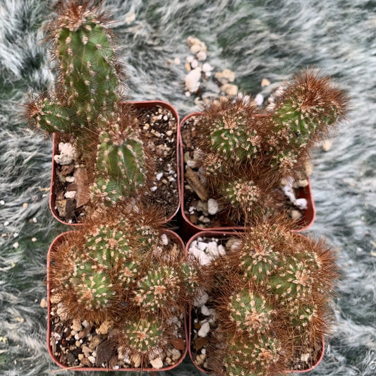 Cereus repandus monstrose - live cactus plant