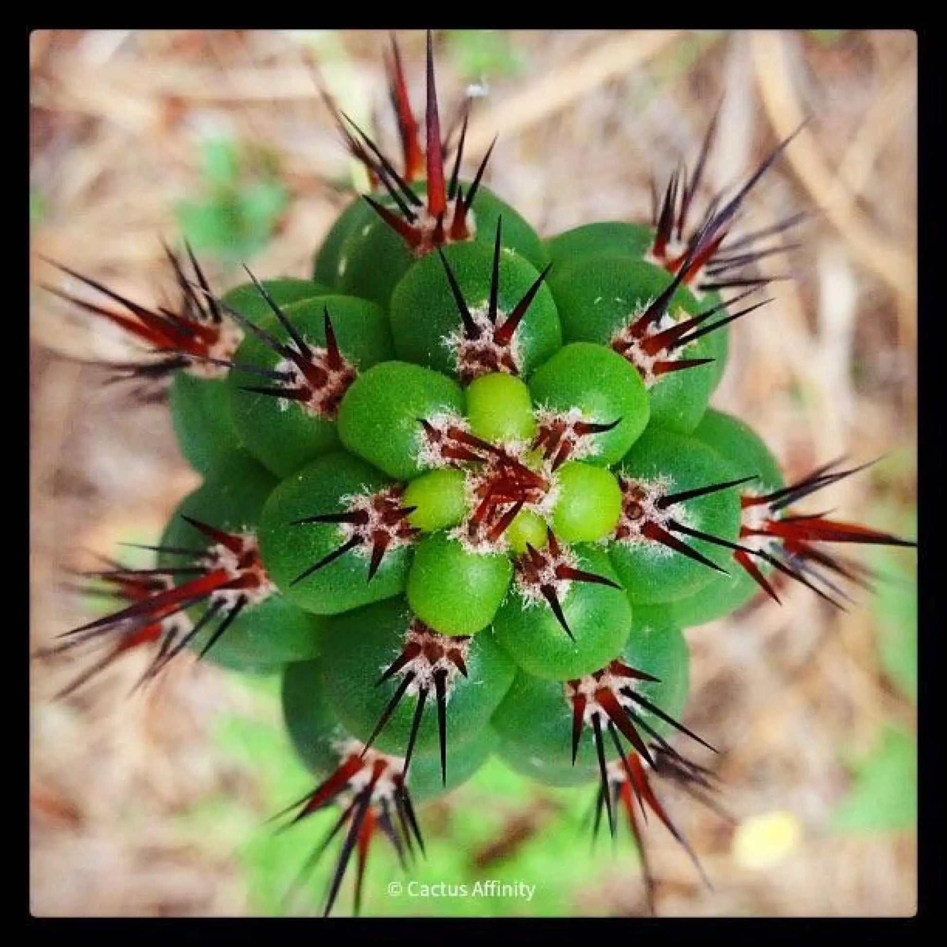 chalaensis - one 10” center cutting - live cactus plant