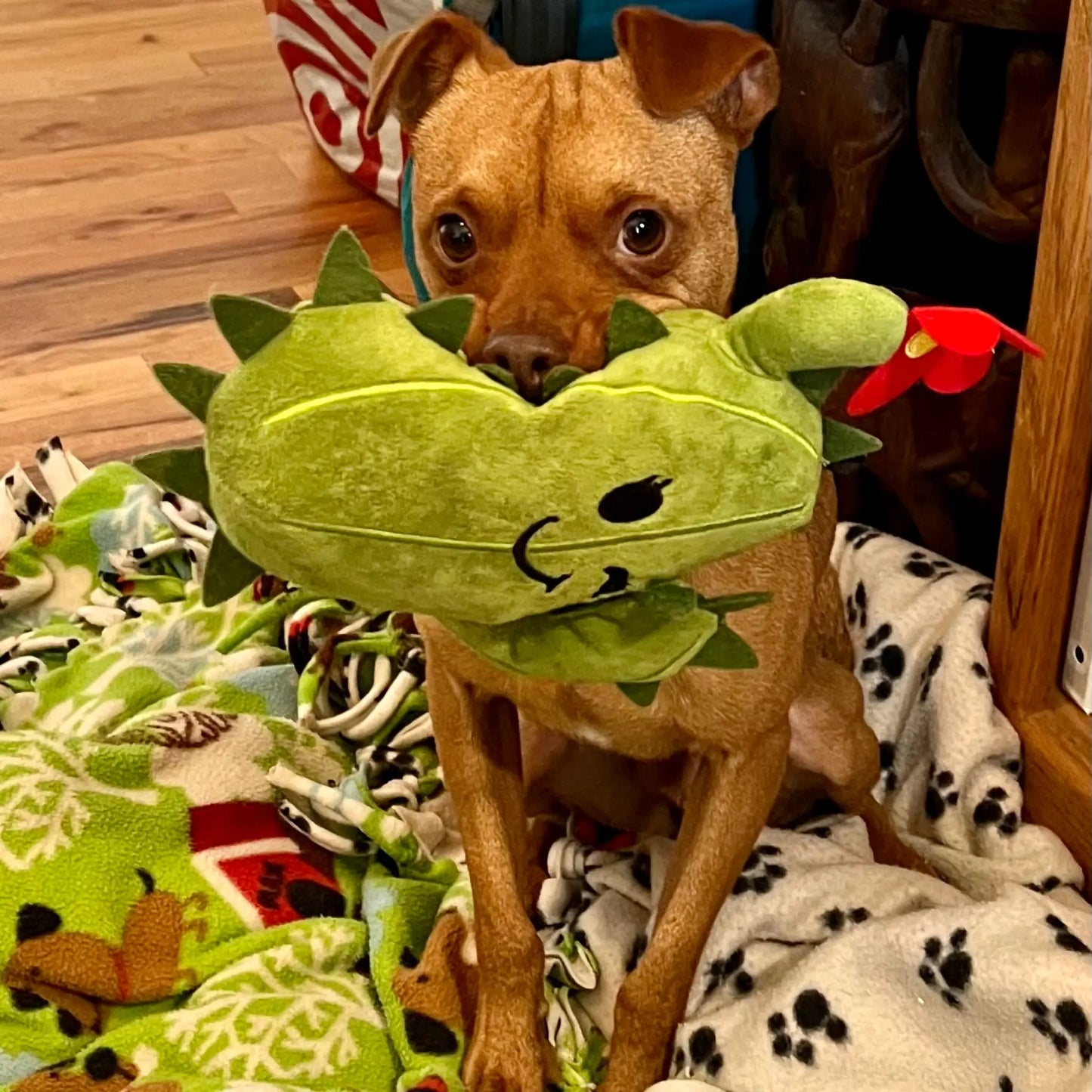 Chloe the Cactus dog toy - Art