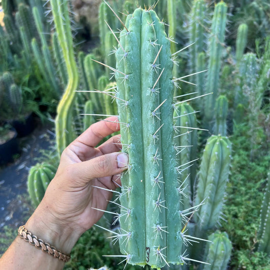 CL Chris (Pacific Cactus) - N7 10” center cut - live