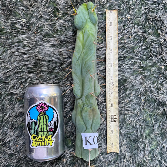 TBM clone C - 10” tip cutting - live cactus plant