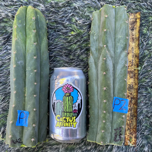 SAB clone “Pach 2” - live cactus plant