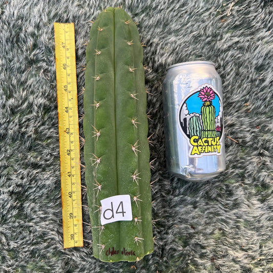 Clyde x Olivia - d4 10” tip cut - live cactus plant