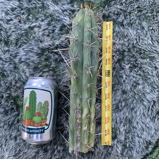 cuzco JS04 - 10” tip cut - live cactus plant