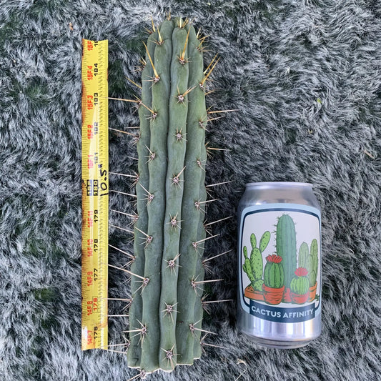 cuzco JS504 - live cactus plant
