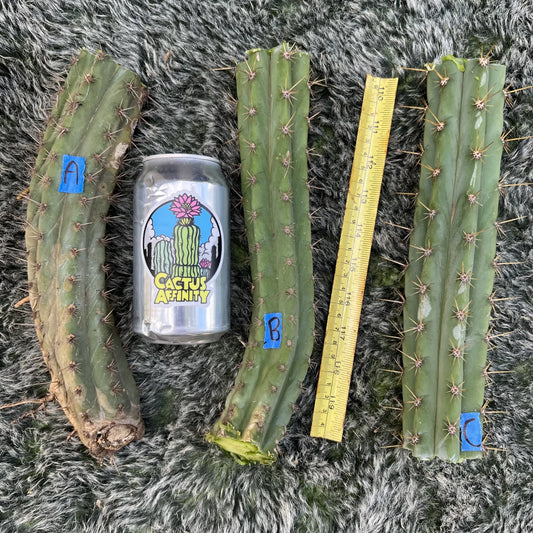 cuzcoid cactus plant - A 10” center cut - live