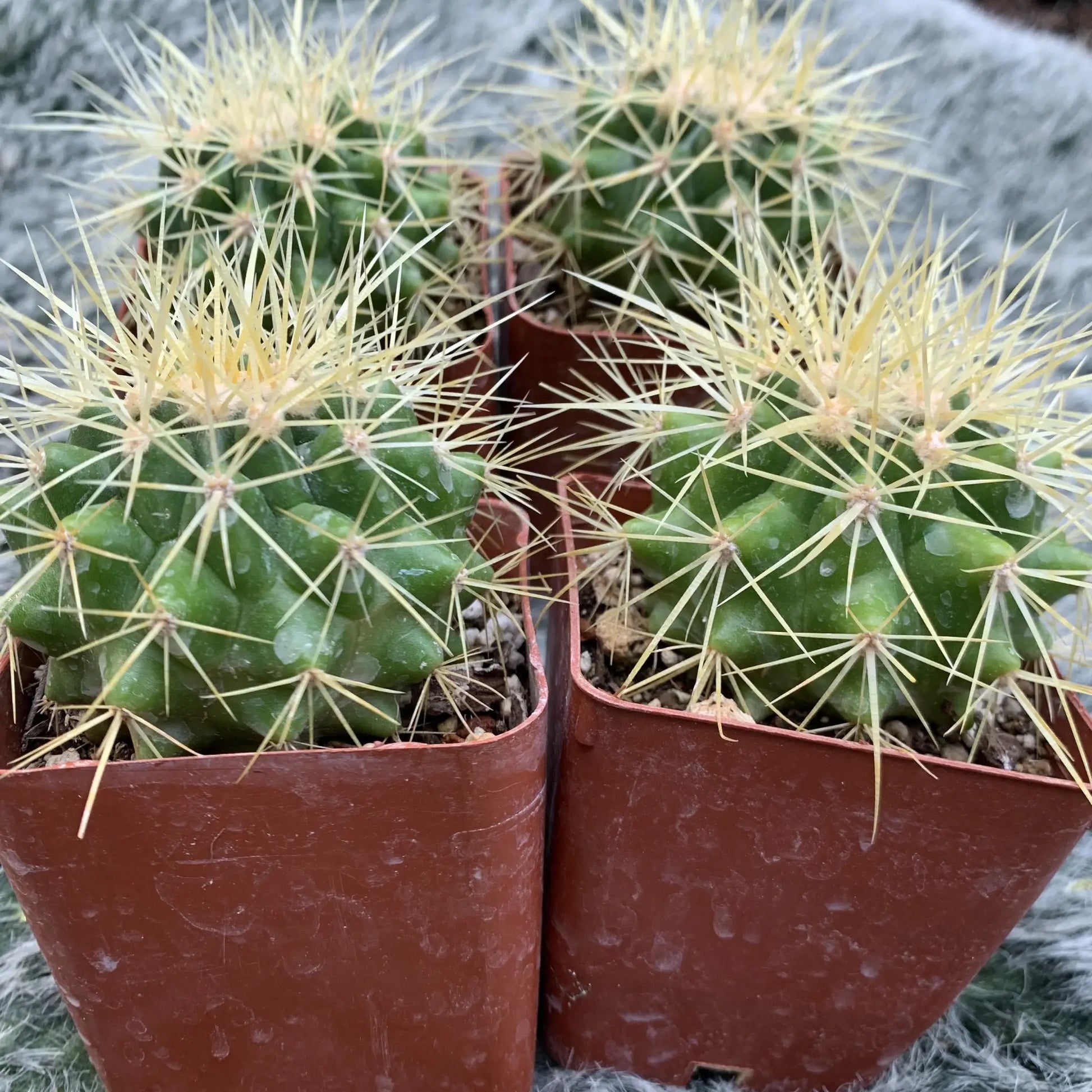 Echinocactus grusonii - potted
