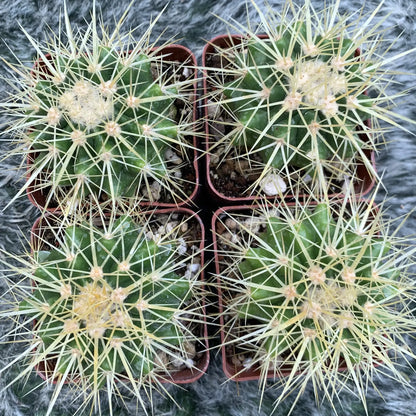 Echinocactus grusonii - potted