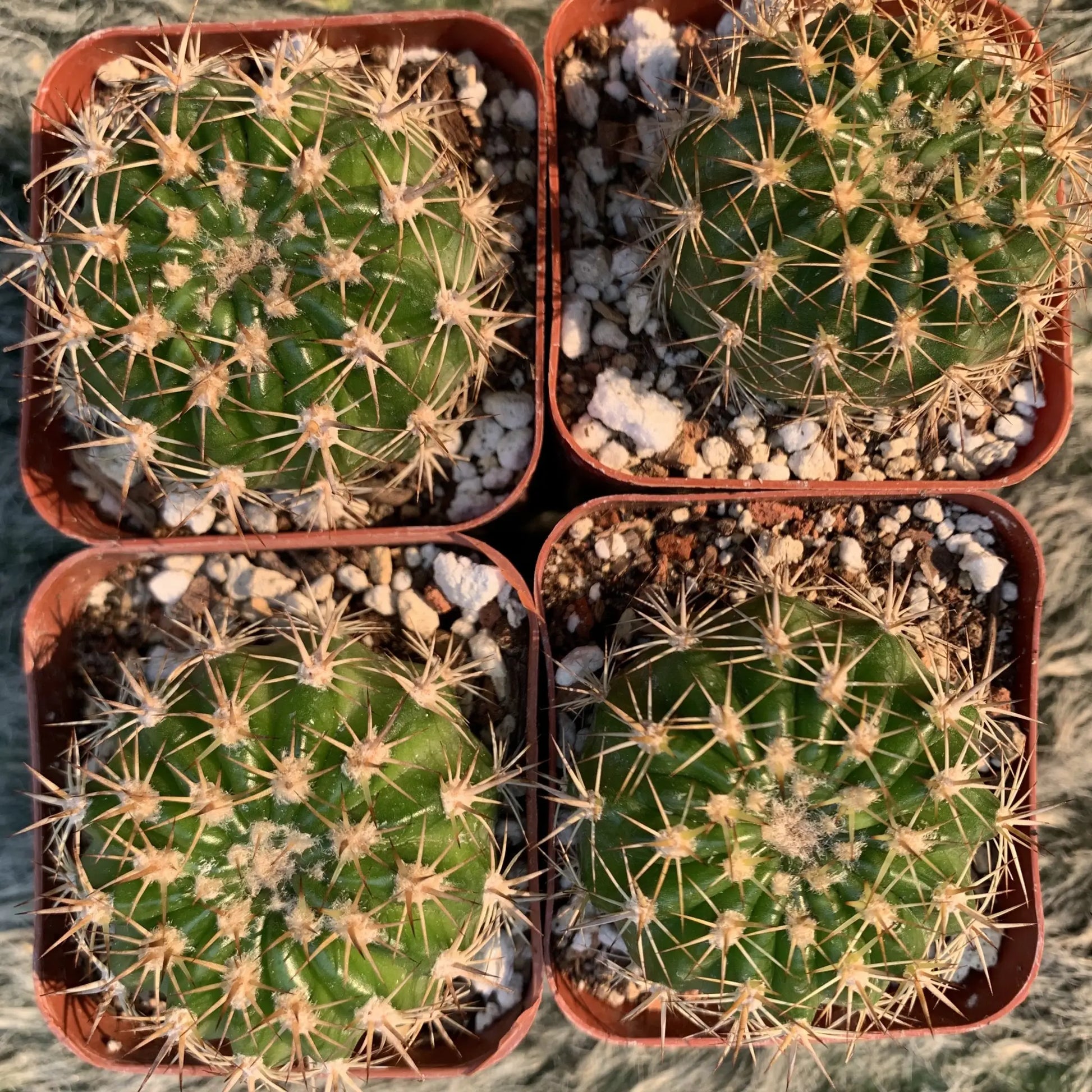 Echinopsis sp.? - potted