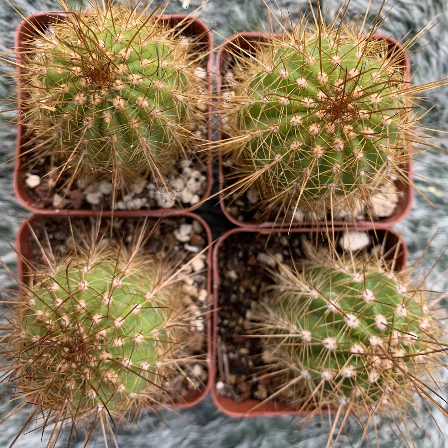 Echinopsis sp. - potted