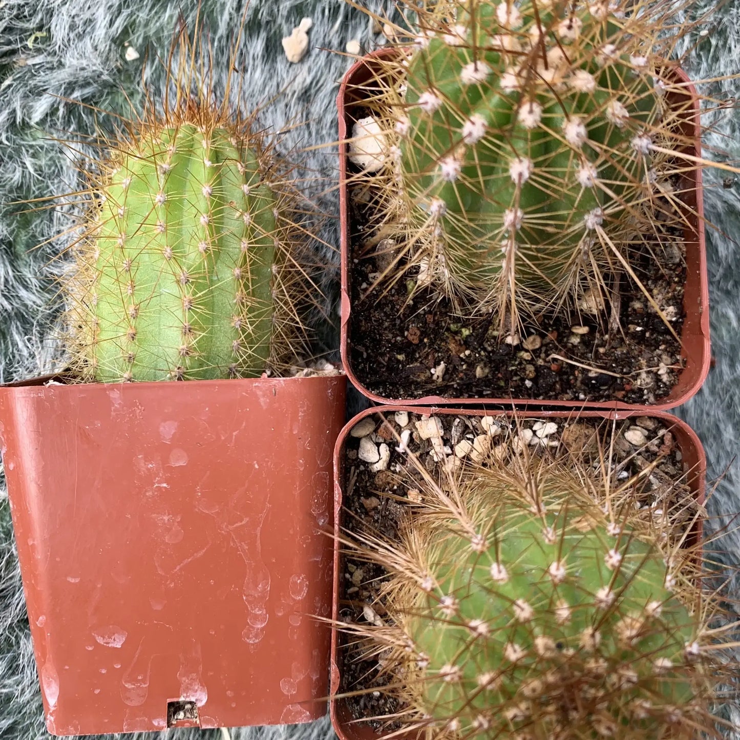 Echinopsis sp. - potted