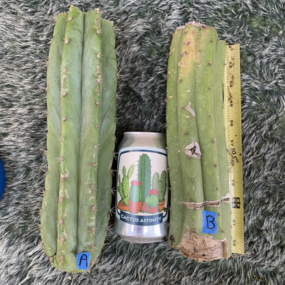 TCP Echinopsis Cactus Plant JS400 - A 10” center cut
