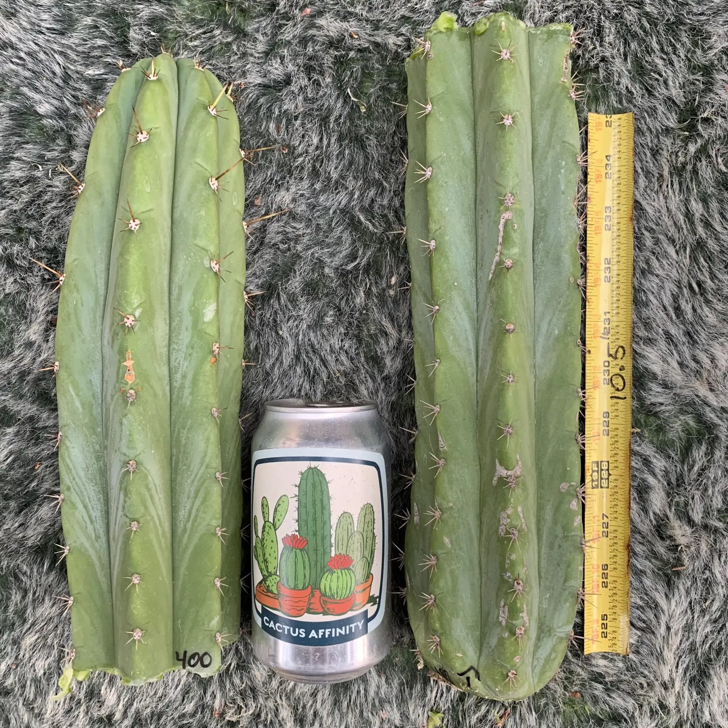 TCP Echinopsis Cactus Plant JS400 - 10” tip cut SOLD