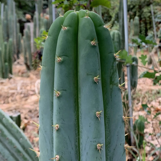 TCP Echinopsis Cactus Plant JS400 - live cactus plant