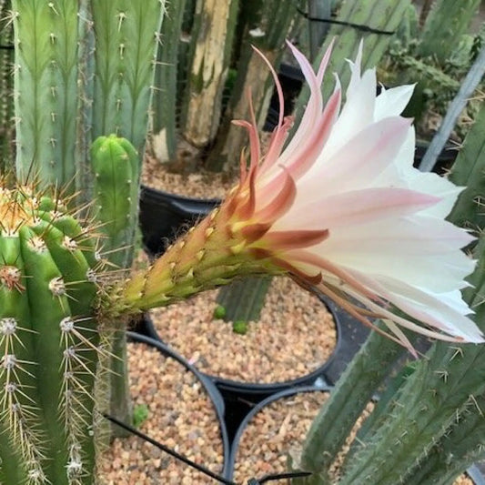 candicans (standard) - a9 9” tip cut - live cactus plant