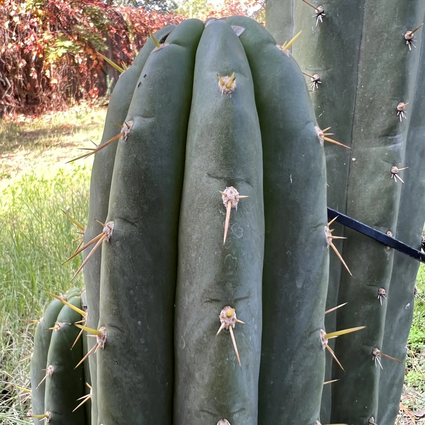 Echinopsis colossus