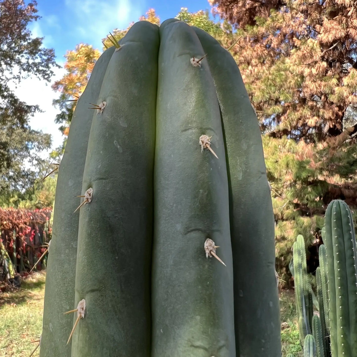 Echinopsis colossus