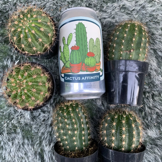 Echinopsis grandiflora - live cactus plant
