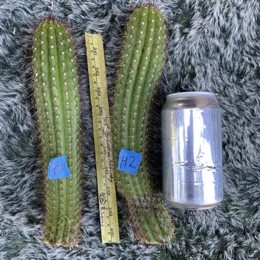 Echinopsis huascha - H1 10” tip cut - live cactus plant