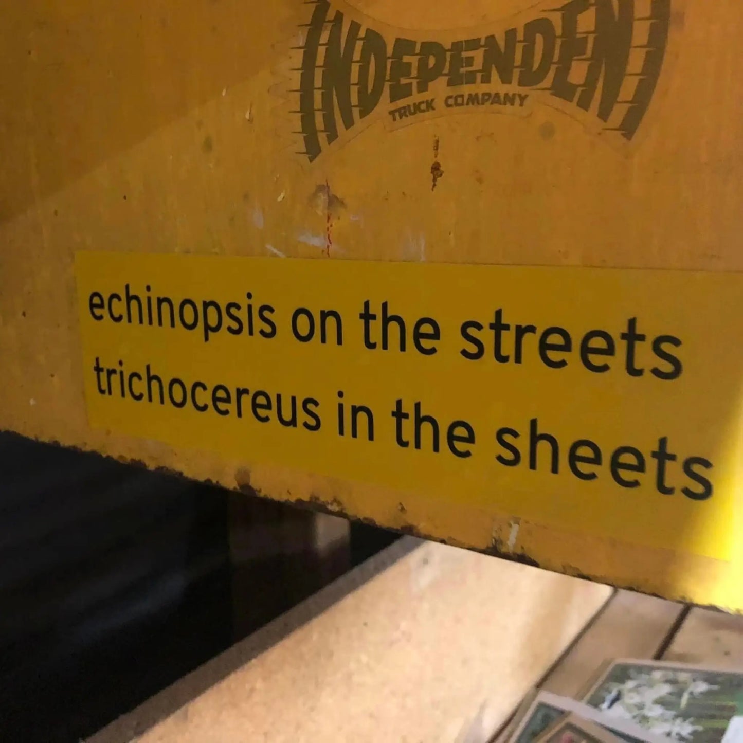 Echinopsis on the Streets Sticker - one bumper sticker