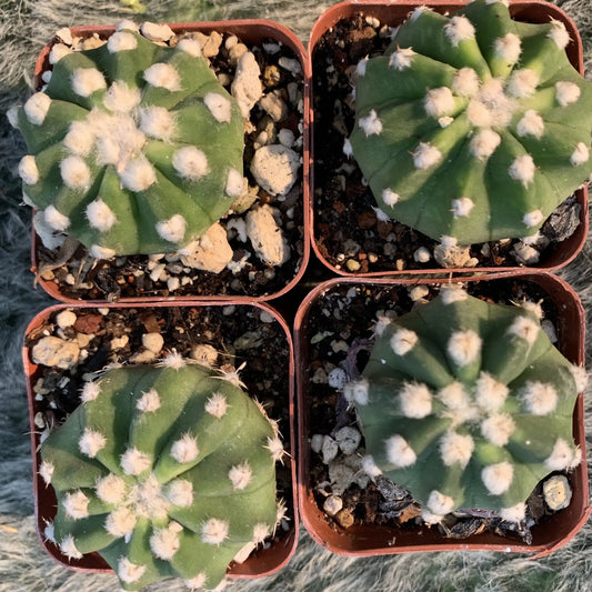 Echinopsis subdenudata - potted