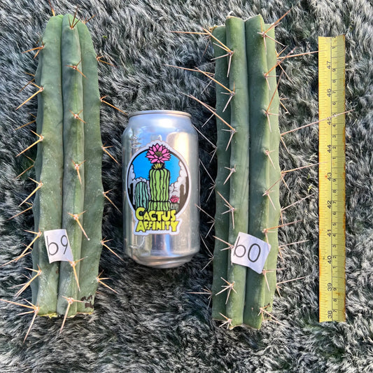 MM x Eileen - b9 10” tip cut - live cactus plant