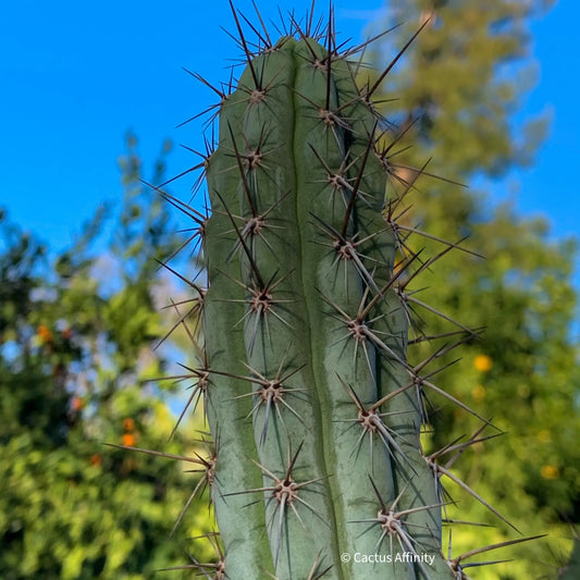 SS glaucus - live cactus plant