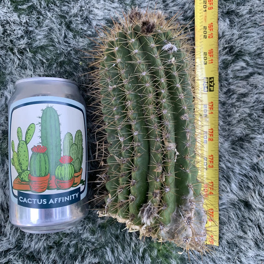 grandiflorus - live cactus plant