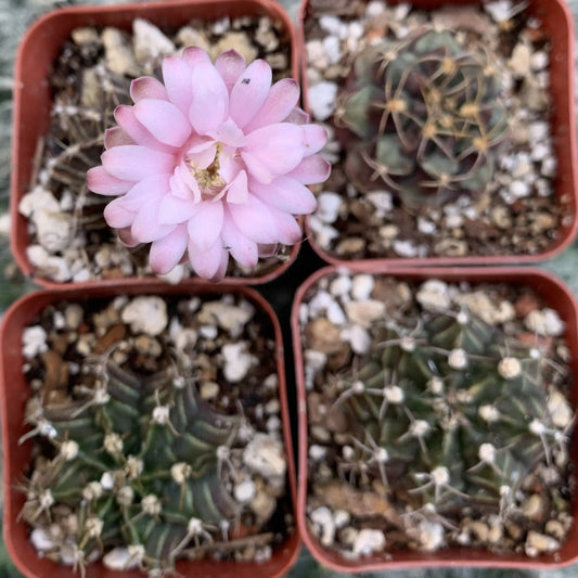 Gymnocalycium friedricki - live cactus plant