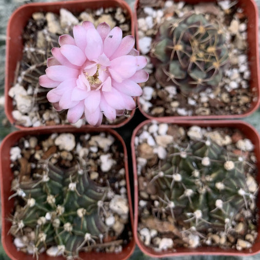 Gymnocalycium friedricki - potted