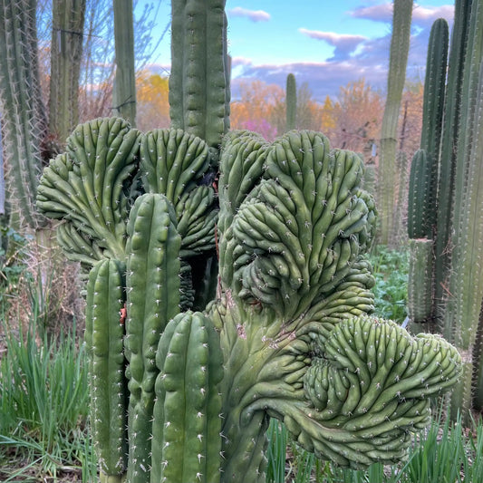 TPM “HALF” - live cactus plant