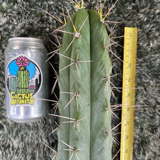 huanu x PC - big 20” cutting - live cactus plant