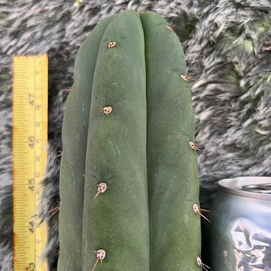 huanu x yowie - c3 10” tip cutting - live cactus plant