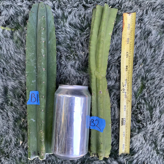 Big Mac Hybrid JS146 - B1 10” tip cut - live cactus plant